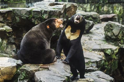 Our bears are real, a Chinese zoo says, denying they are ‘humans in disguise’