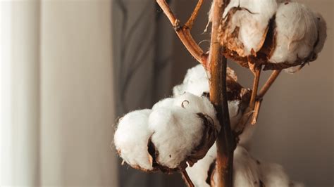 Our cotton Organic, recycled, BCI cotton H&M