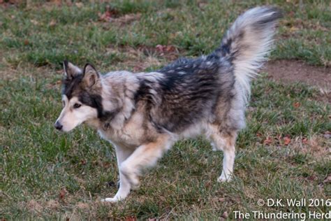 Our ever vigilant Chief