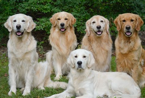 Our golden retrievers