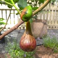 Ourfigs forum. Purveyors of Luv. 10-20-2017, 12:44 PM. Buying Luv fig trees: As with any of these highly-prized varieties we desire, caveat emptor. The trees that will be coming from certain people in the fig groups are from a tree that has simply been "declared" to be Luv. The tree was an unknown and has zero provenance. Just bear that in mind when you are ... 