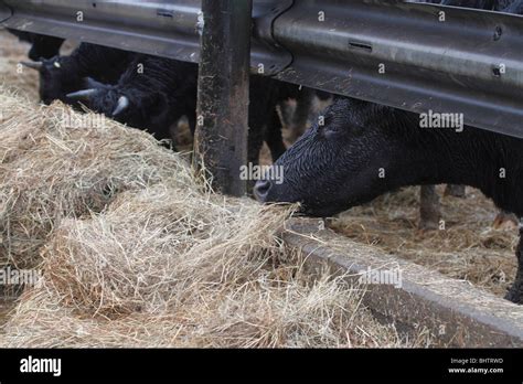 Out-wintering pads for ﬁnishing beef cattle : animal …