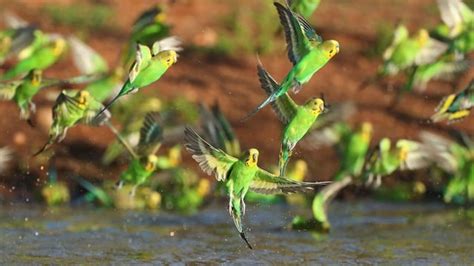 Outback budgie boom as rain signals