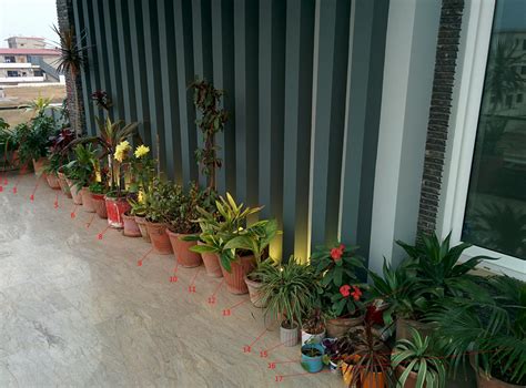 Outdoor Plants in Pakistan - Outdoor Plants in Islamabad