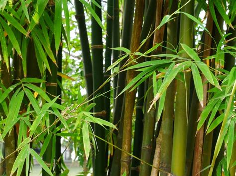 Outdoor bamboo plants. 1. Transplant healthy cuttings from your bamboo plants. If part of your bamboo plant is struggling, cut off the healthy parts of the culm and transplant them so that they can thrive. Fill a pot with potting mix and then seal the ridges of your bamboo cuttings by dipping them in melted wax. 