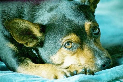 Outdoor kelpie barks non-stop at birds Dog Forum