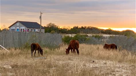 Outer Banks Wild Horses - Corolla, NC - YouTube