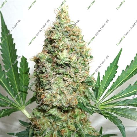 Outlet Feminized Cannabis Seeds from £2.50 each