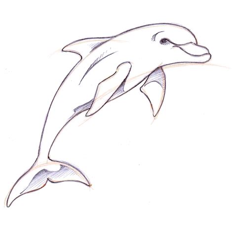 Outline Drawing Of A Dolphin