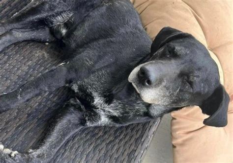Outrage after missing Missouri dog shot by police, placed in ditch