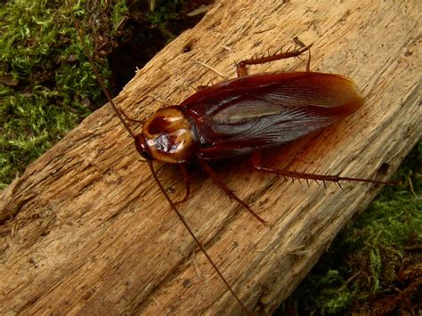 Outside roaches. Even if a home is kept clean and sanitary, it is possible to pick up cockroaches outside of the home, such as at a store or at work, since the insects can travel in bags, briefcase... 