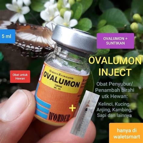 Ovalumon obat perangsang birahi hewan kambing