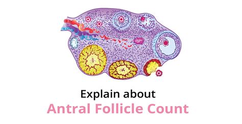 Ovarian Reserve Testing: What Is A Good Antral Follicle Count For …