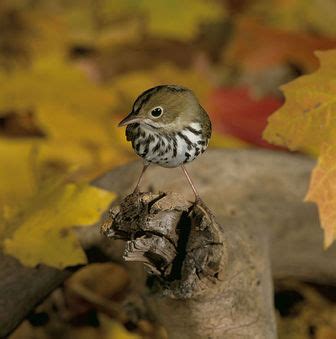 Ovenbird - Pictures and facts - Birds @ thewebsiteofeverything.com