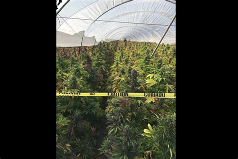 Over $68 million worth of illegal cannabis seized in California