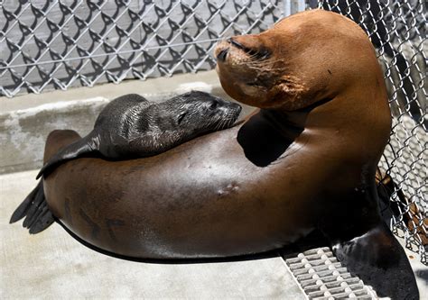 Over 1,000 sea lions, dolphins are getting sick and dying as toxic bloom off California coast expands