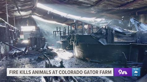 Over 100 reptiles killed in fire at gator farm