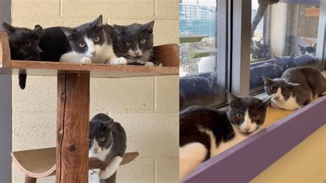 Over 80 cats up for adoption, rescued from hoarder in Riverside County
