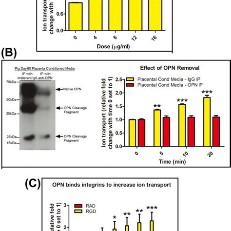 Overexpression of Secreted Phosphoprotein 1 (SPP1) predicts …