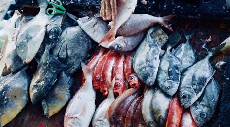 Overfishing: what it is, causes, consequences and solutions