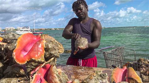 Overfishing threatens a way of life in the Bahamas