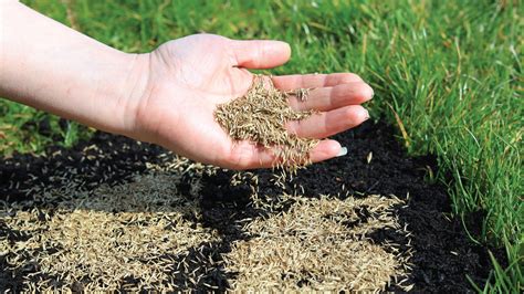 How to Overseed Lawns. Preparation is an important part of the process. Rake and aerate the seedbed. Remove rocks and debris. Use the correct amount of seed in a seed spreader. Every species has a specific recommended seed rate. Use a starter fertilizer to get the plants off to a healthy start.. 