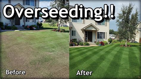 Overseeding a lawn. When to Overseed Your Lawn. There are two times a year that are best for overseeding your lawn – in the fall between August and October and in the spring from March until Mid-June. Early fall is the very best time to reseed. Soil temperatures are still warm, which is necessary for optimum seed germination, and cooler air temperatures are ... 