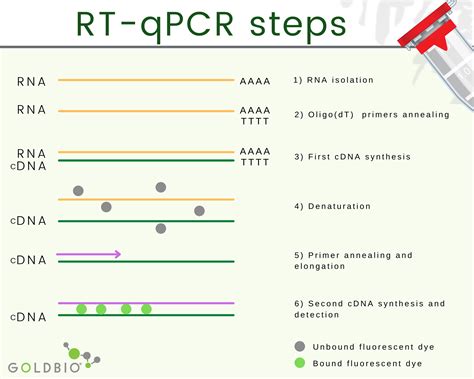 Overview About How To Do RT-qPCR GoldBio