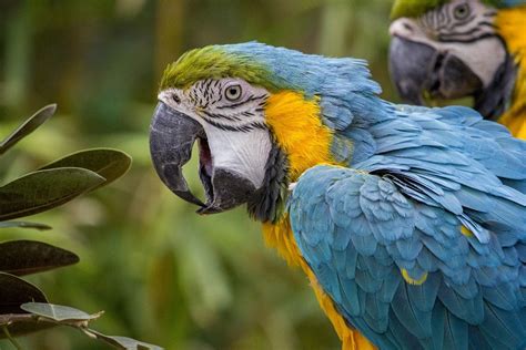 Overview of Birding in BOLIVIA