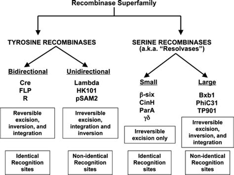 Overview of Recombinase: Definition & Functions - Excedr