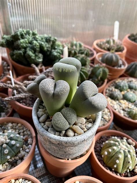 Overwatered lithops.  In some areas, the &ldquo; stone plant flower &rdquo; survive on only mist a...