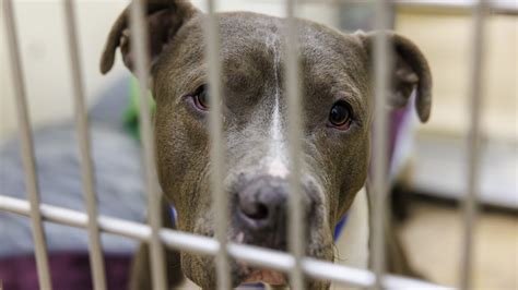 Overwhelmed animal shelter seeking adoptions, donations
