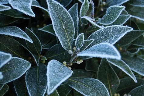 Overwintering A Bay Tree - Learn About Caring For …