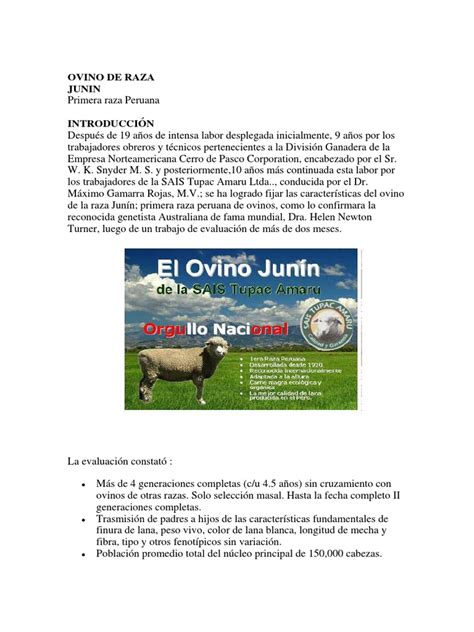 Ovino de Raza Junin PDF Oveja Lana - Scribd