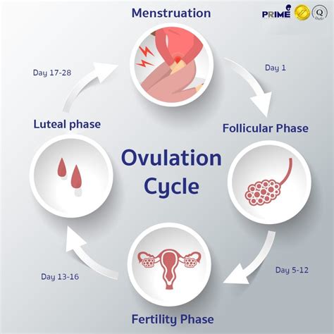 Ovulation is before or after period