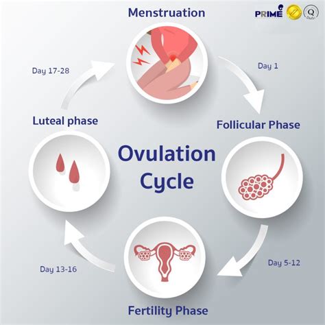 Ovulation porn. Things To Know About Ovulation porn. 