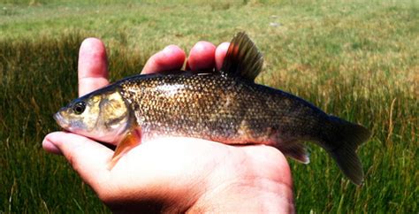 Owens tui chub (Siphateles bicolor snyderi)