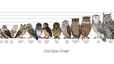 Owl Size Comparison Chart