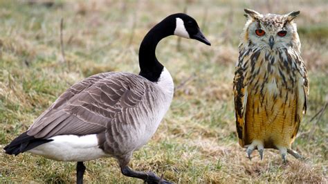 Owl and goose. When it comes to staying warm during the harsh Canadian winters, goose jackets have become a popular choice among both locals and tourists. Goose jackets have a rich history in Can... 