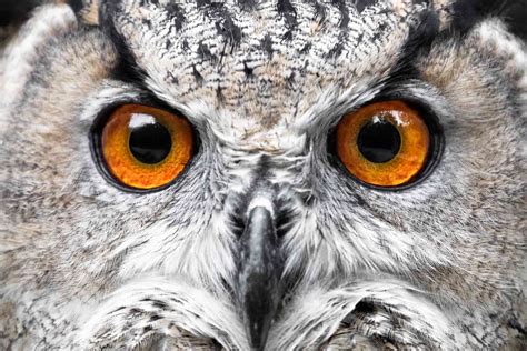 Owl eyeball. Blood vessels in an owl’s neck are larger than in other animals and get bigger as they go up into the head, so “they don’t twist off their blood supply,” says James Duncan, author of the ... 