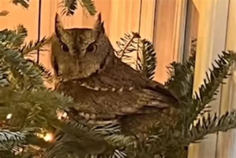 Owl found in Kentucky family's Christmas tree