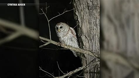Owl smashes into window targeting Merrimack, NH family’s pet parrot