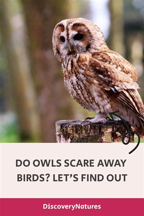 Owl to Scare Birds: The Definitive Guide to Effective Bird Control