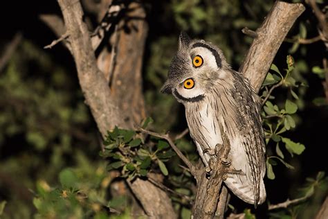 Owls are night animals/los buhos son animales nocturnos (night animals/ animales nocturnos). - Regionale aspekte der bevölkerungsentwicklung unter den bedingungen des geburtenrückganges.