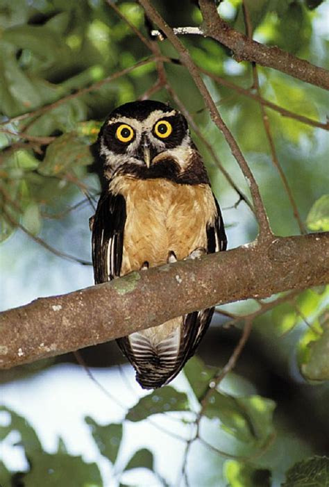 Owls in south america. Things To Know About Owls in south america. 