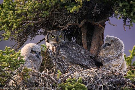 Owls nest. Things To Know About Owls nest. 