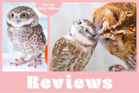 Owls of the world - Pictorial book - Owl Cafe Tokyo Japan