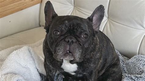Owner says French bulldog stolen at gunpoint on Northwest Side is now safe