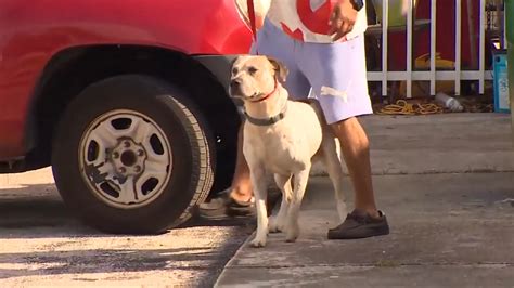 Owner surrenders dog after it bites 7-year-old girl in Miami Gardens