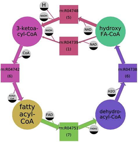 Oxidation of Fatty Acids: β-, α- and ω-Oxidation Lipid Metabolism